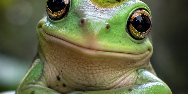Frog.png