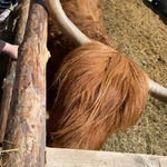 IMG_5981.jpg
